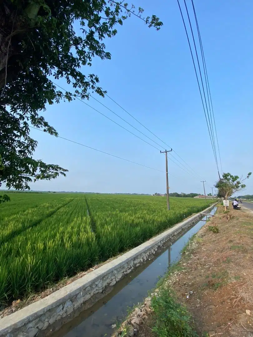 Tanah Sawah produktif depan jalan SHM