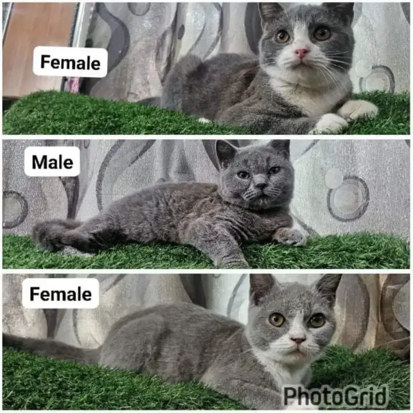 British Shorthair usia 5bln