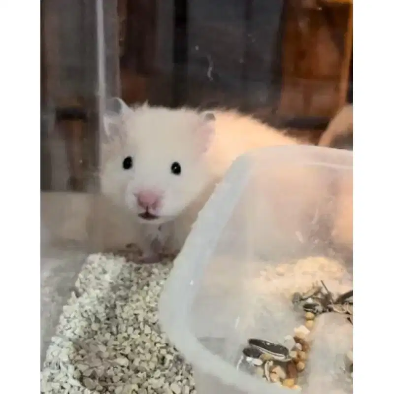 Hamster Syrian/Syria