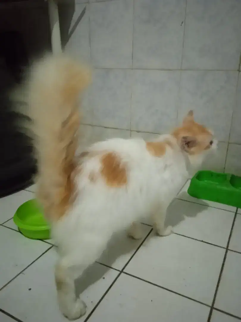 Kucing Persia jantan gembul