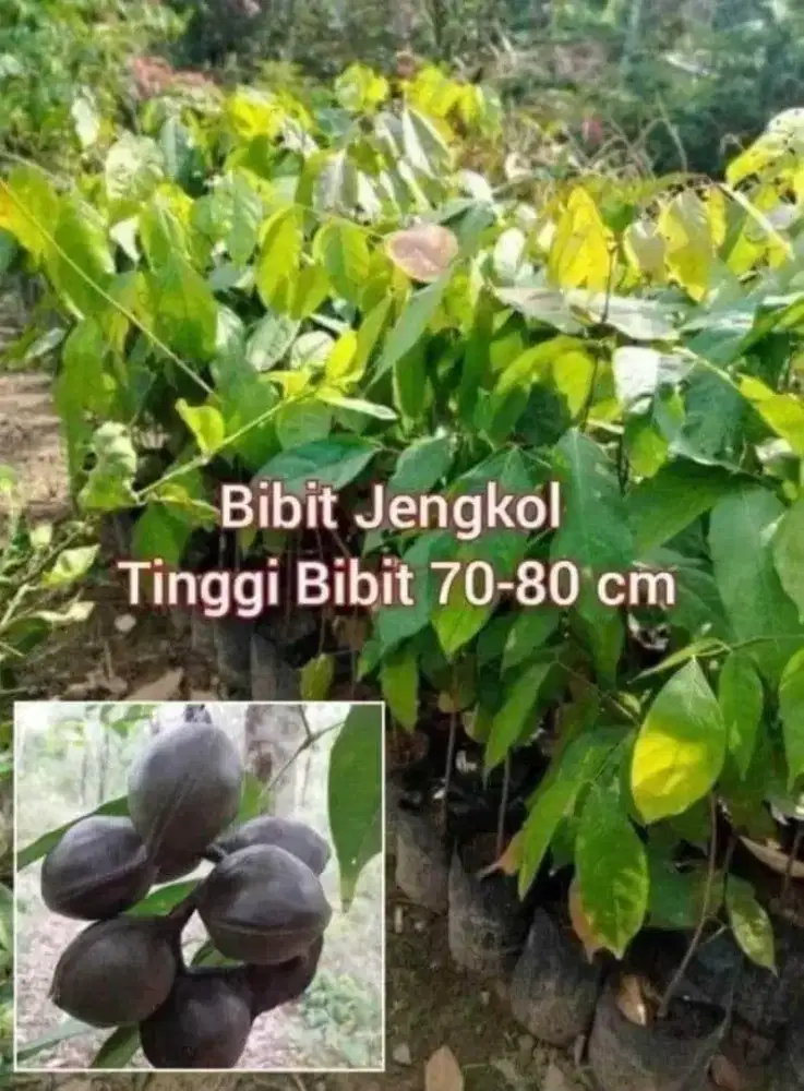 Jengkol Bibit  Unggul Tinggi 60 - 70 cm