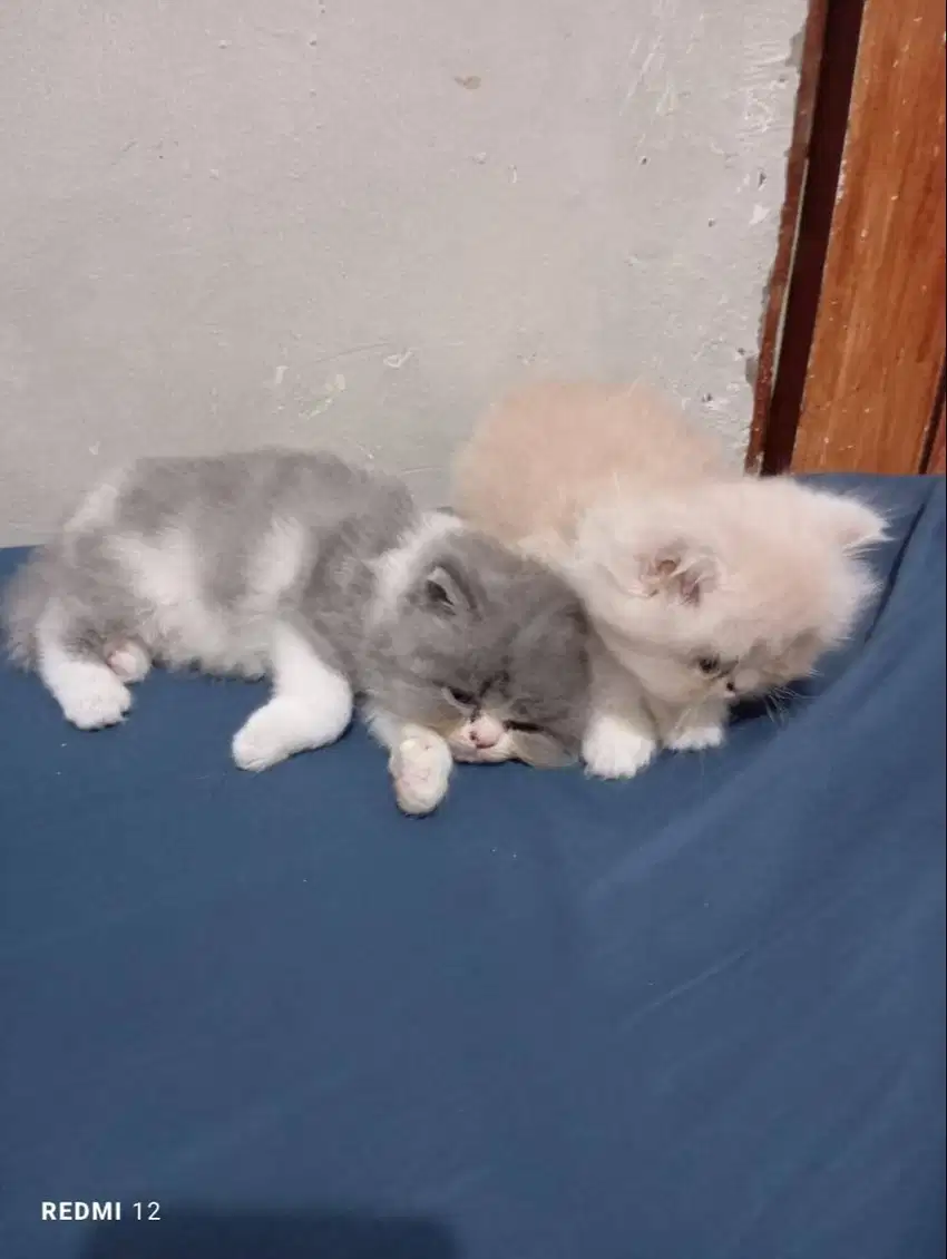 Lepas Adopsi Kitten Persia Medium 2 Bulan Warna Crem dan Abu