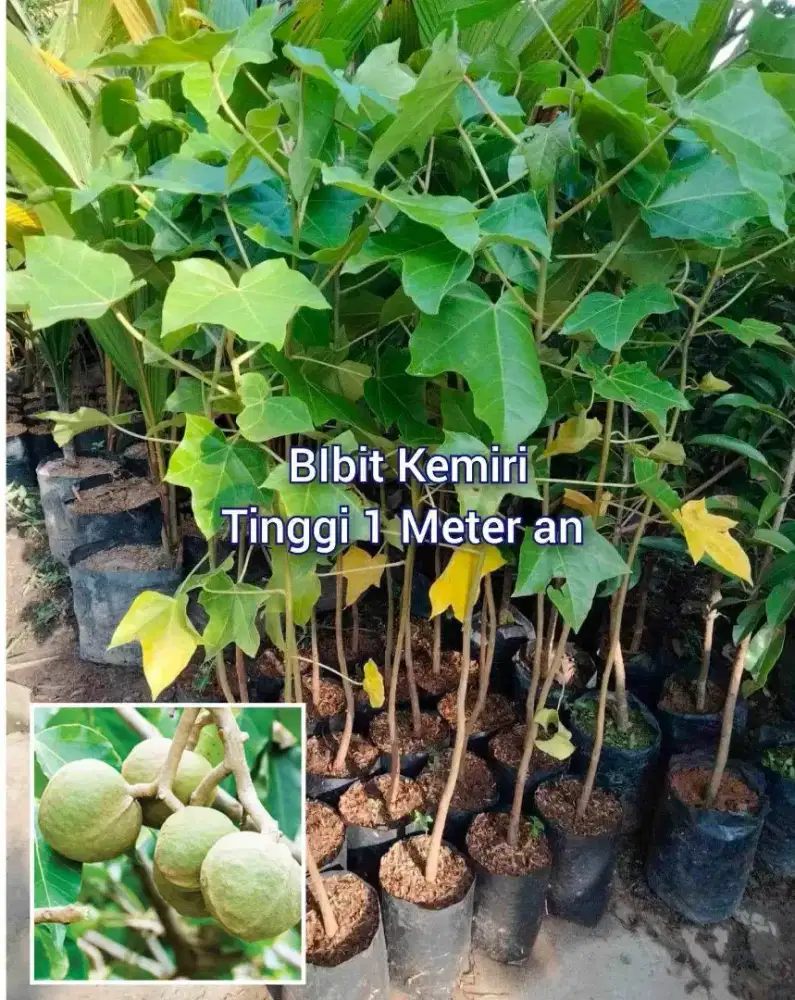 Kemiri Sayur Bibit  Unggul Tinggi 1 Meter an