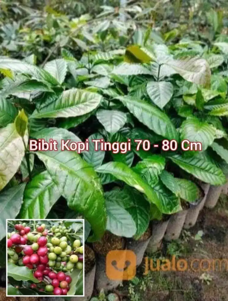 Kopi Robusta Bibit Seedling Tinggi 1 Meter