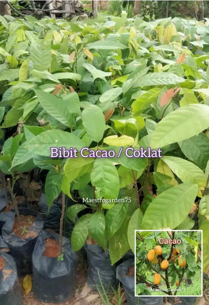 Bibit Kakao Tinggi 50 cm