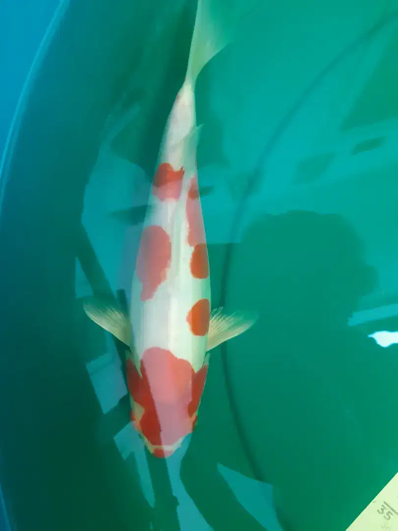 Ikan koi Kohaku Doitsu 32cm HQ