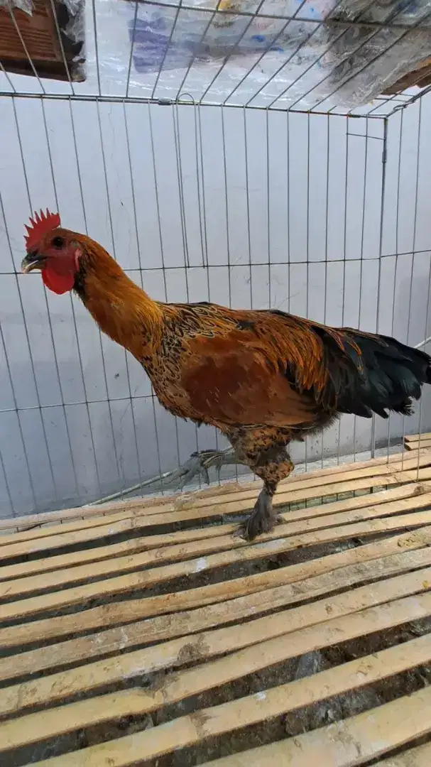 Ayam silangan pelung x brahma