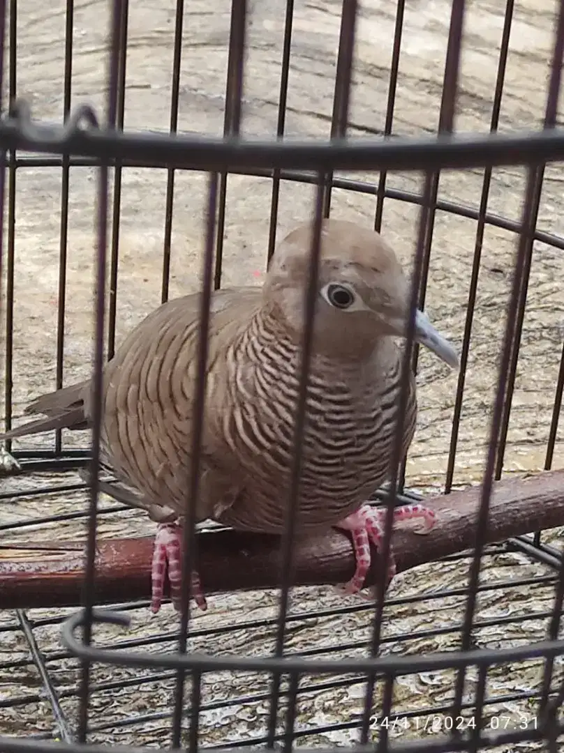 Jual burung perkutut cemani kol Buntet