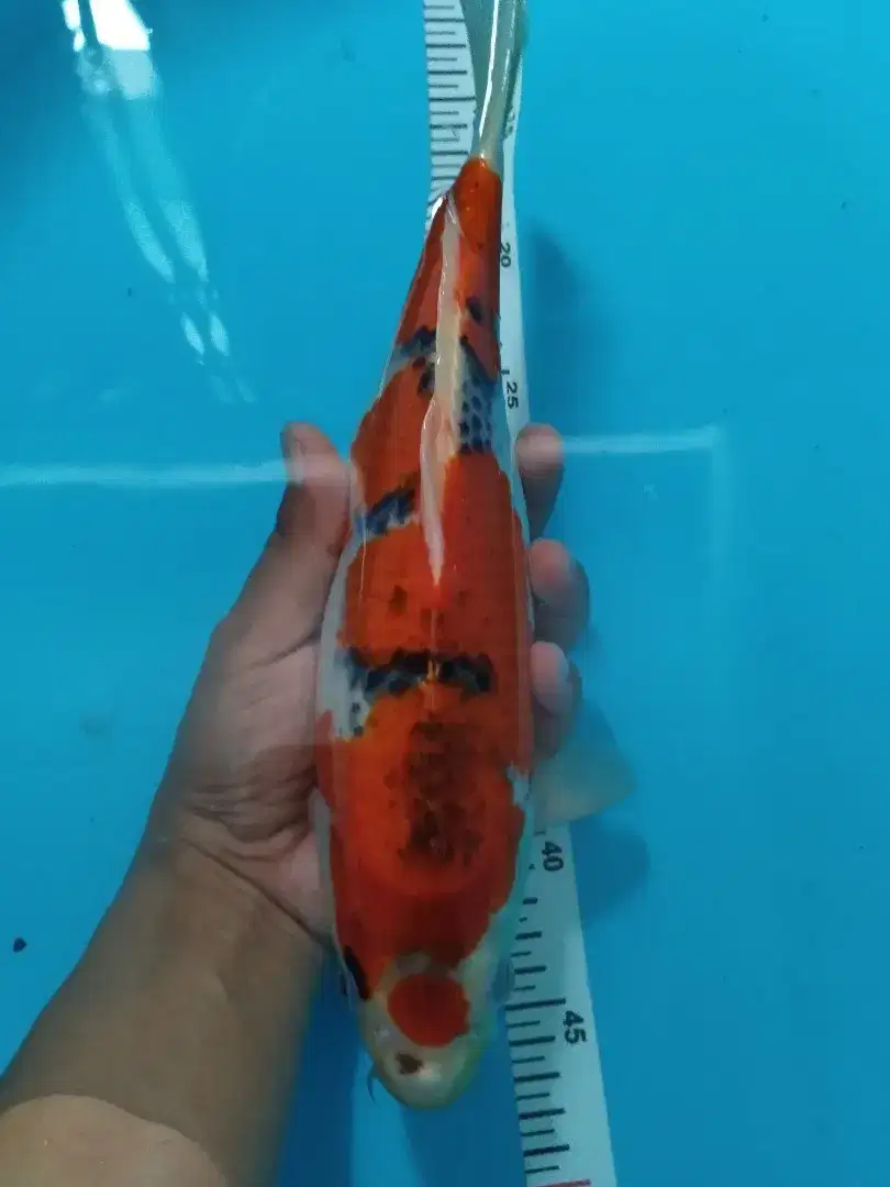 Dijual Koi Goshiki