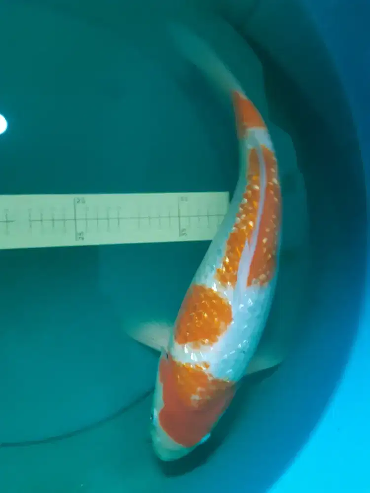 Ikan koi Kohaku Ginrin 45cm jumbo