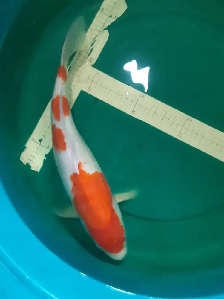 Ikan koi Kohaku 43cm jumbo