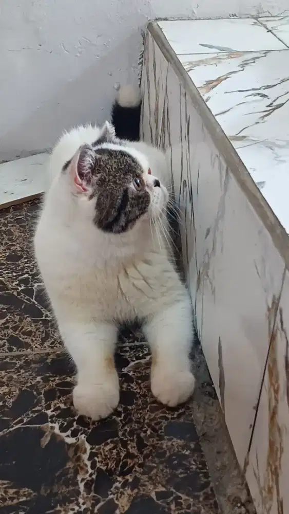 Kucing exo picknose jantan  1 th indukan ped