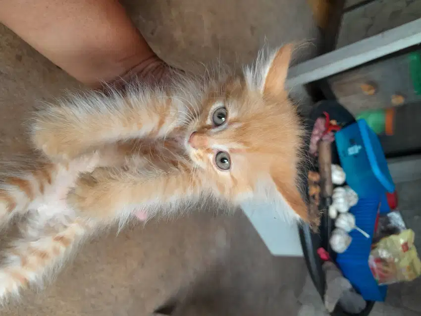 Kiten persia mix bengala usia 1 bulan