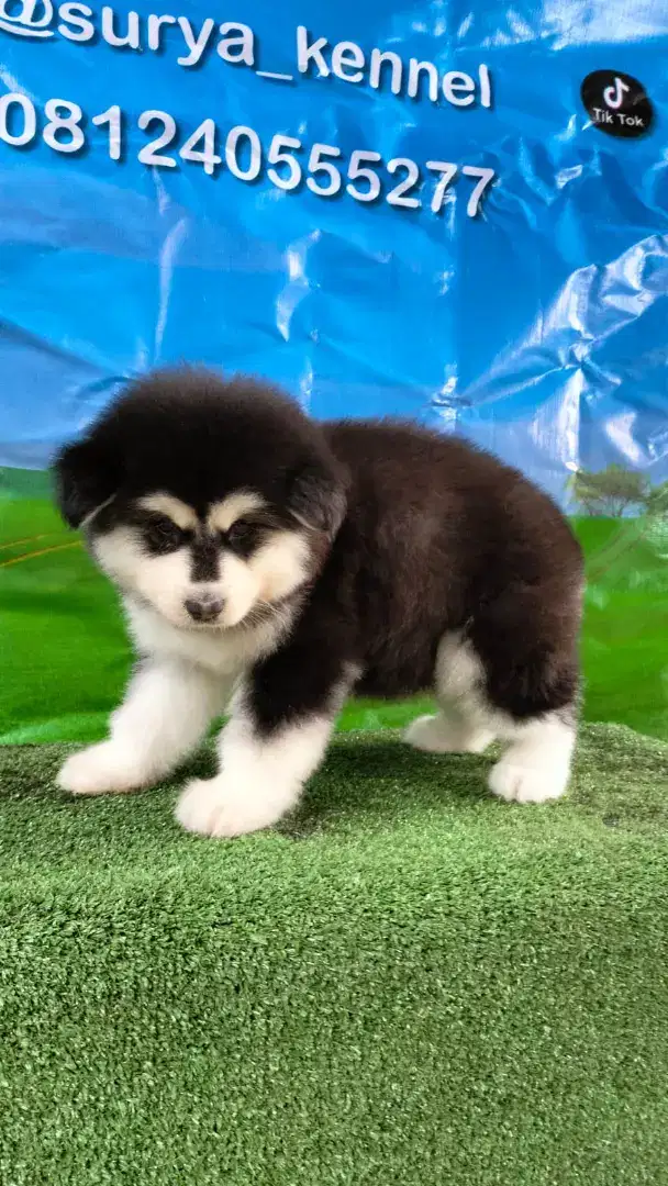 alaskan malamute