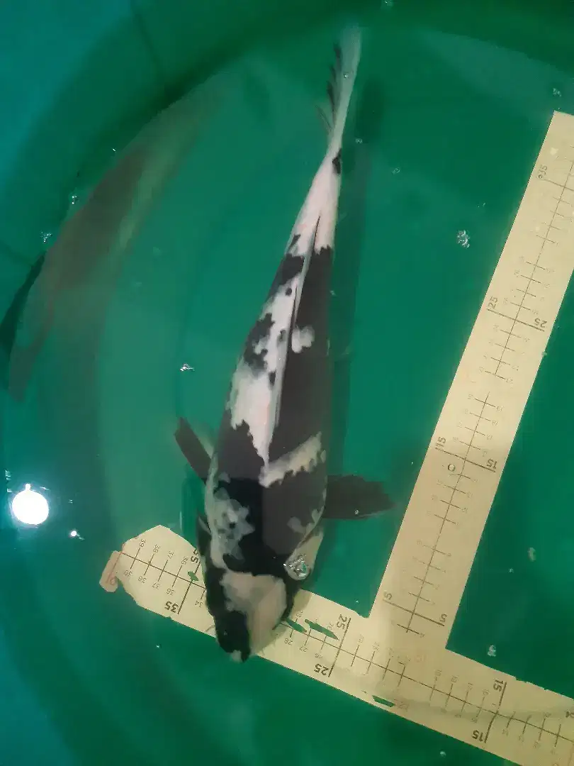 Ikan koi Shiro Black Jet 40cm