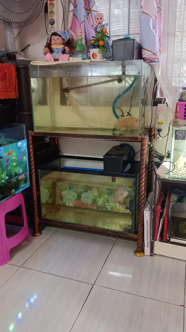 Set Aquarium dan Ikan hias