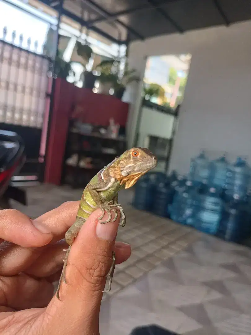 Baby red iguana