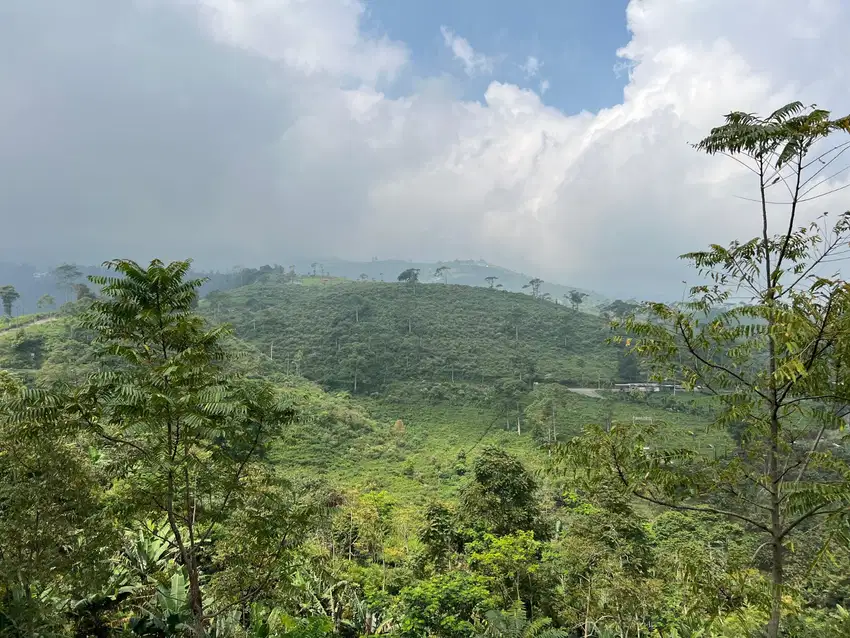 Tanah 130 juta View Hamparan Kebun Teh Kemuning