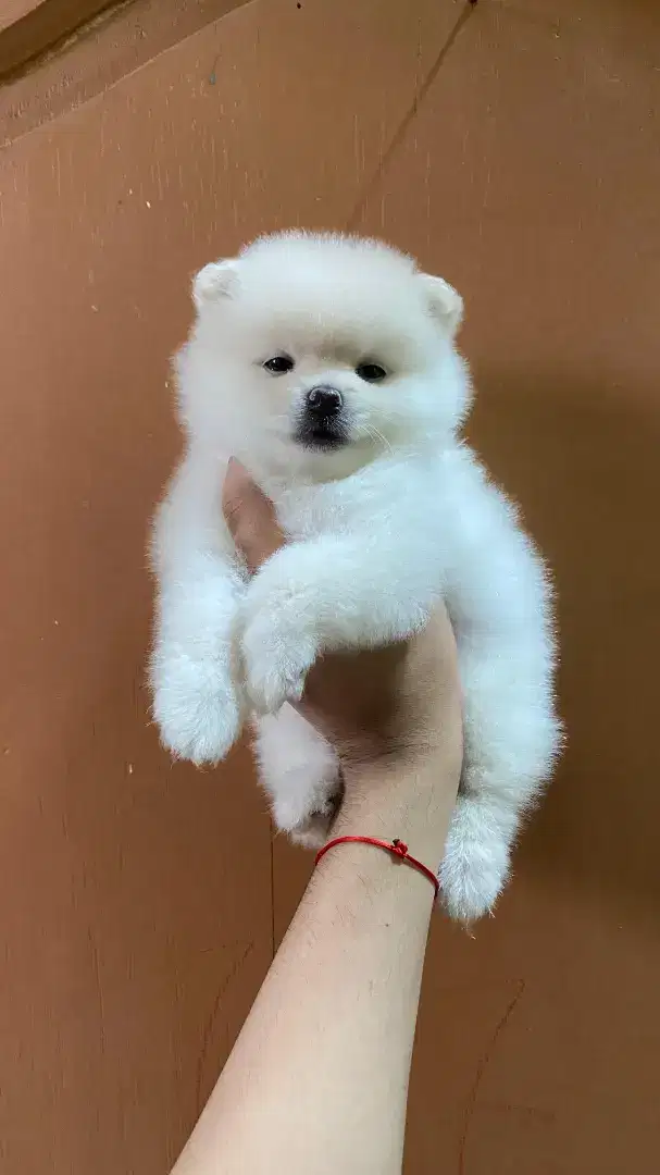 Minipom broken white