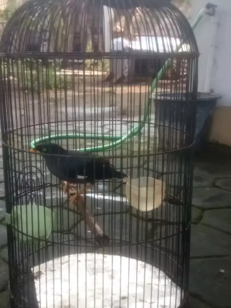 Dijual Burung Jalak Kebo, lokasi di Bogem Kalasan Sleman Yogyakarta