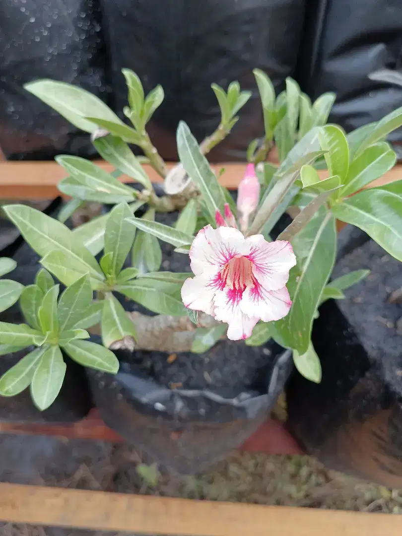 Adenium som bon