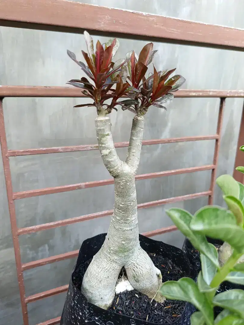 Adenium bunga origina dan tumpuk