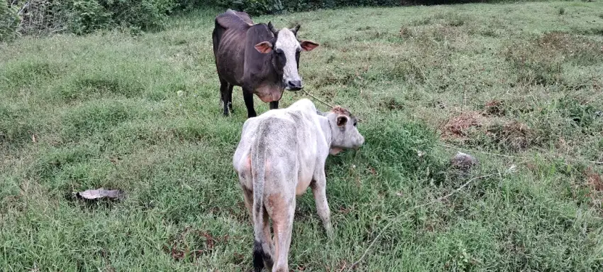 Jual induk sapi bawa anak jantan