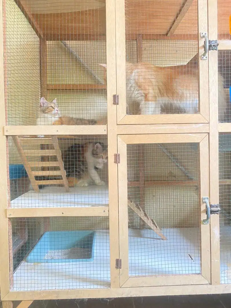 Kucing Persia Medium dan Kandang