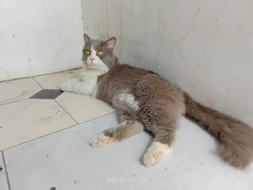 Kucing Jantan Persdom seperti BSH (cocok untuk bibit)