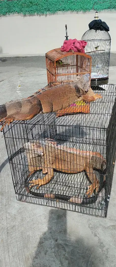 Jual rugi.Sepasang iguana super red,betina sudah 1x buang telur