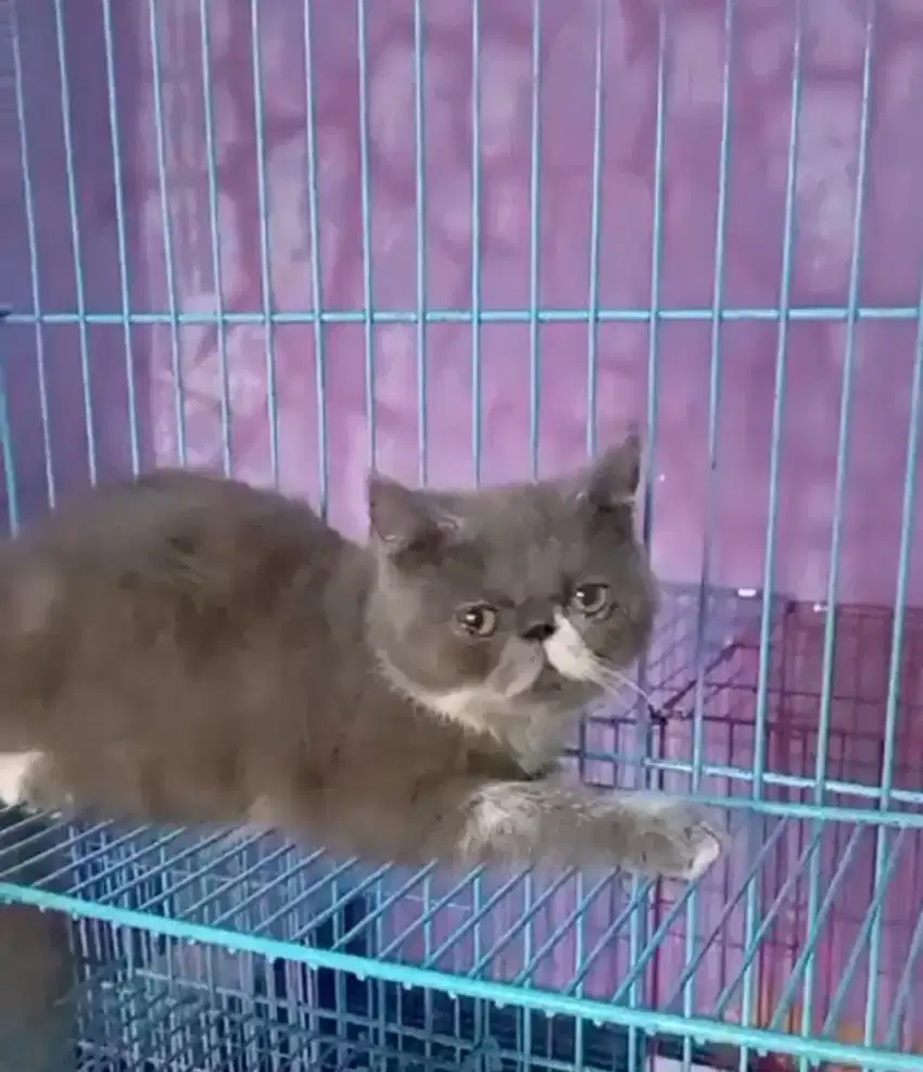 Kucing Peaknose