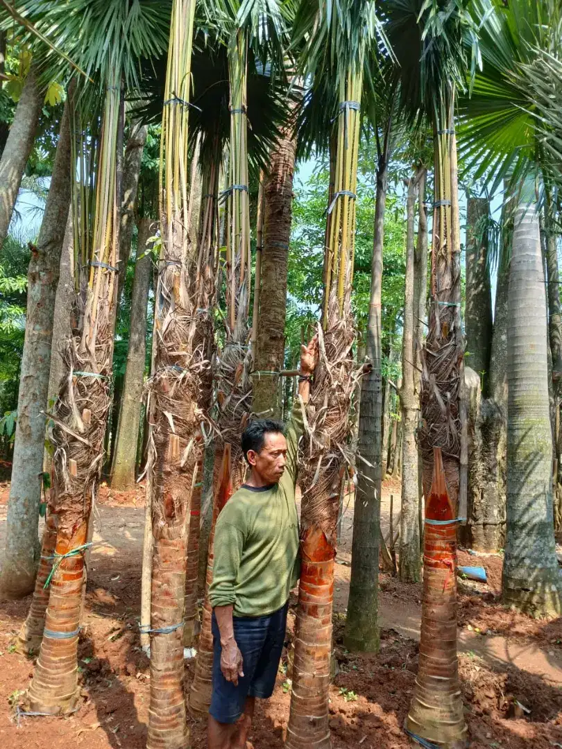 Pohon Palem Sadeng Minyak