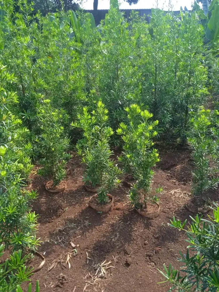 Pohon lohansum lidah burung tinggi 80 sampai 100 cm