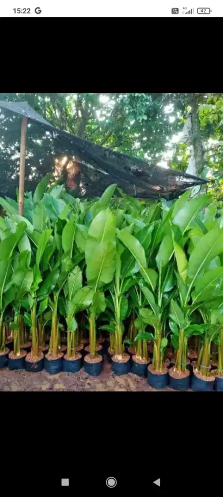 Pohon pisang karibay