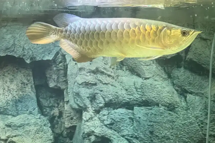 Ikan Arwana Golden Red HB Sertifikat