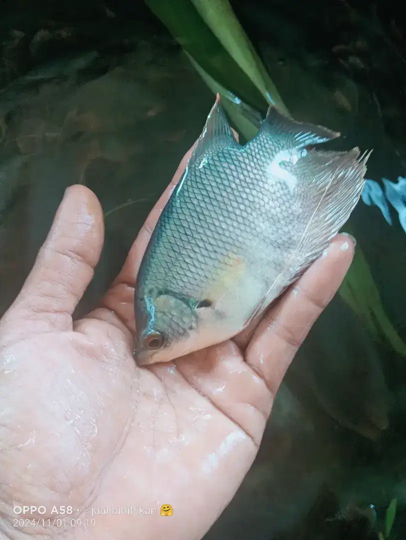 Jual bibit ikan gurame soang ukuran 3 jari minat WA