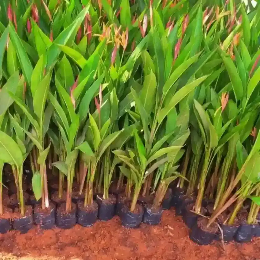 Pohon pisangan elicornia dan lainya