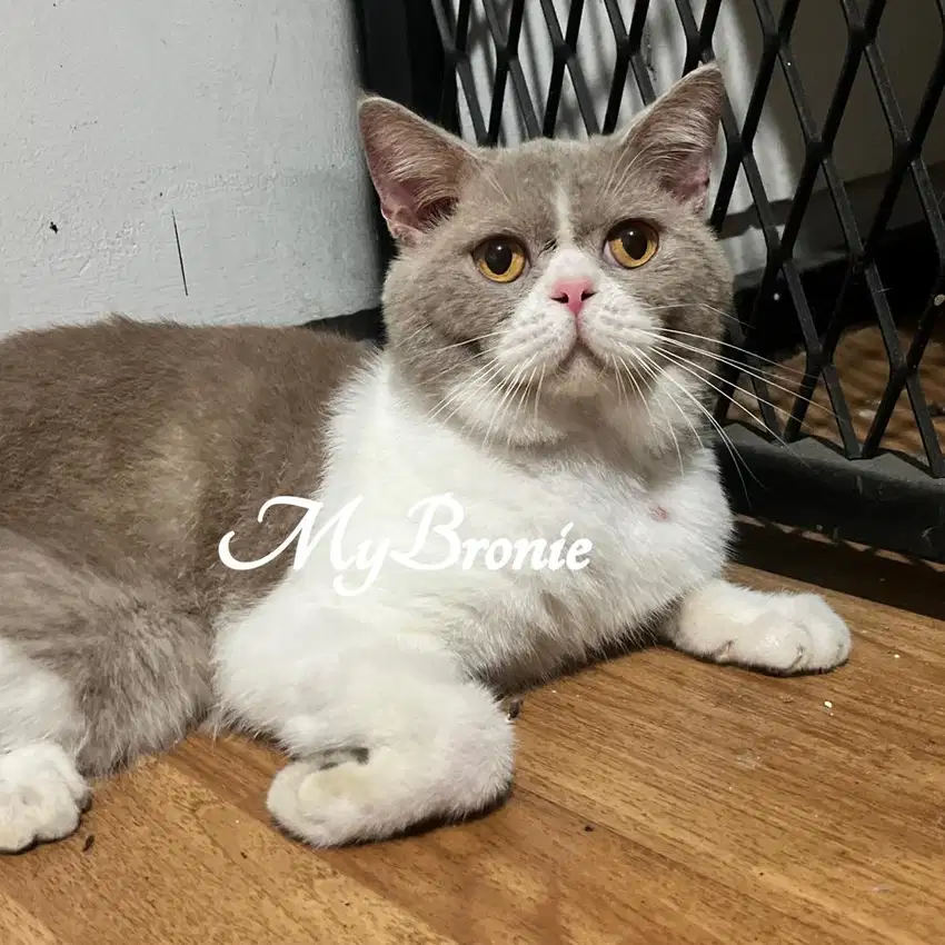 Kucing british shorthair PED jago kawin