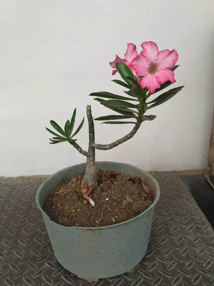 tanaman adenium dr biji