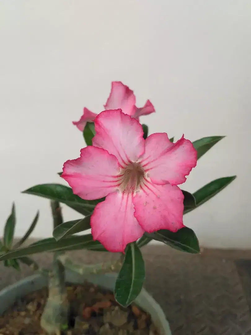 tanaman adenium dr biji