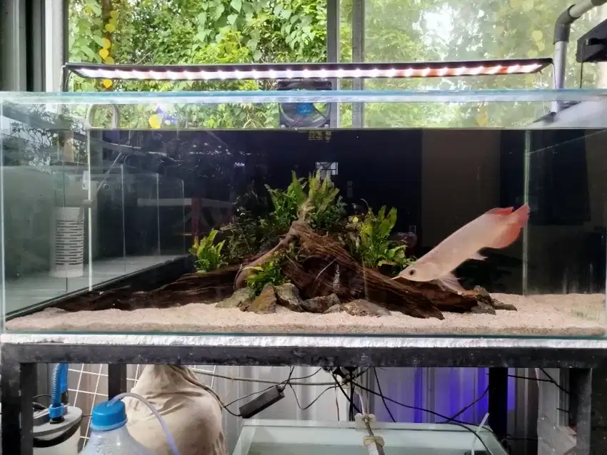 Aquascape dan isinya