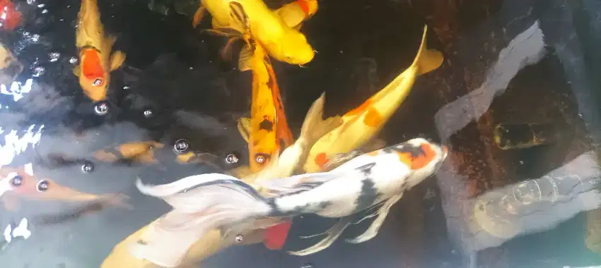 Ikan Koi jumbo doitsu