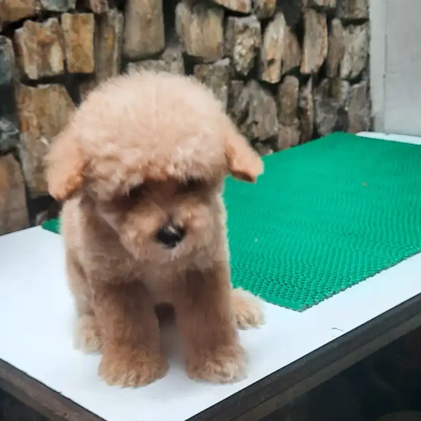 Mini Toy poodle.male