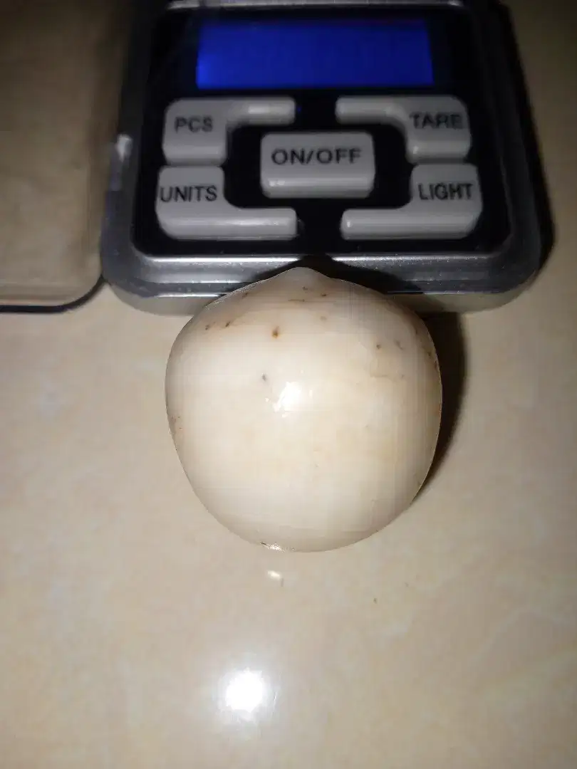 Fosil kelapa big size langka