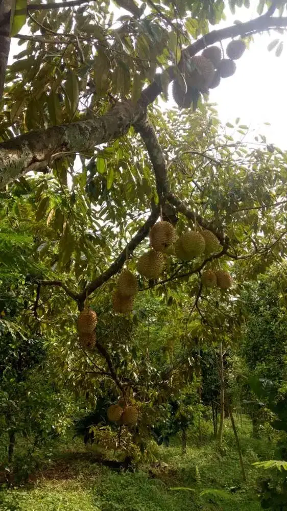 Jual lahan kebun durian montong dekat wisata villa Wonosalam, Jombang