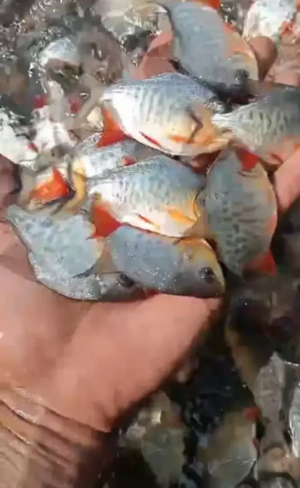 Jual bibit ikan bawal ikan redy siap kirim