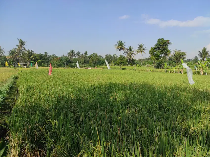 TANAH SAWAH PRODUKTIF MURAH NEGO SAMPAI JADI Dekat Pusat Kota Cianjur