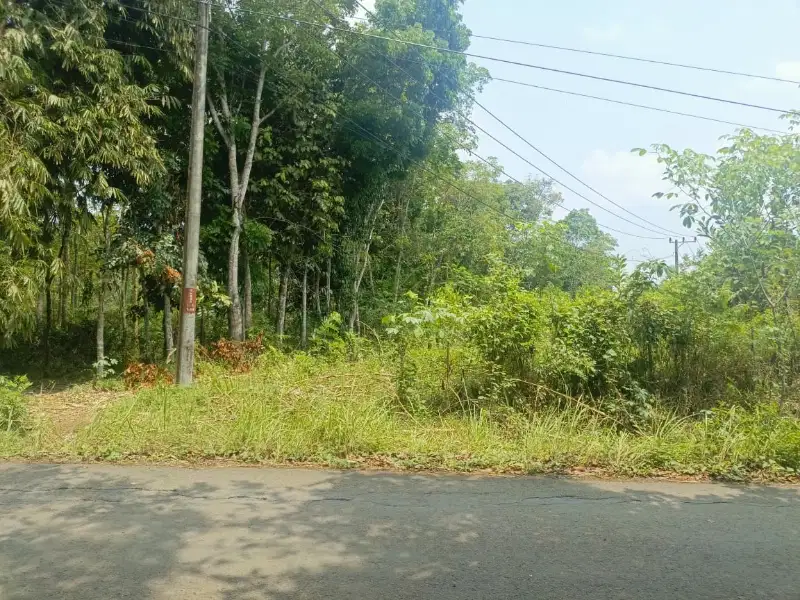 TANAH SUBUR COCOK BUAT PERKEBUAN/PETERNAKAN