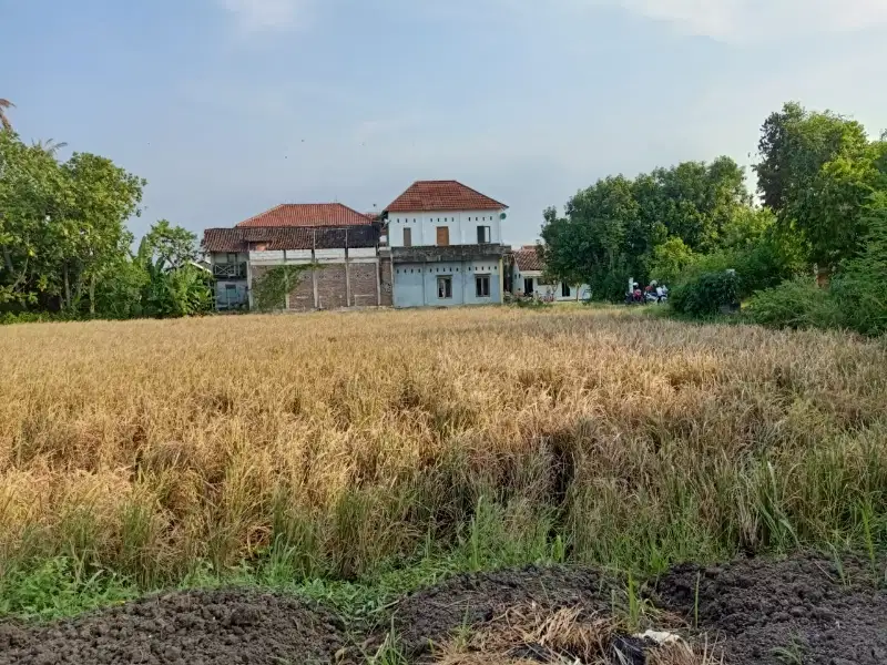 DIJUAL CEPAT TANAH/SAWAH PETAK SUPER ISTIMEWA KENDAL