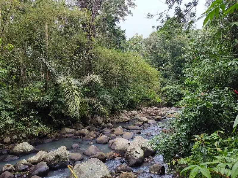 Dijual tanah los sungai dengan view jungle murah di tabanan bali